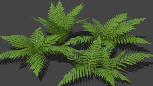 4 Fern Models (Low Poly + LoD) preview image